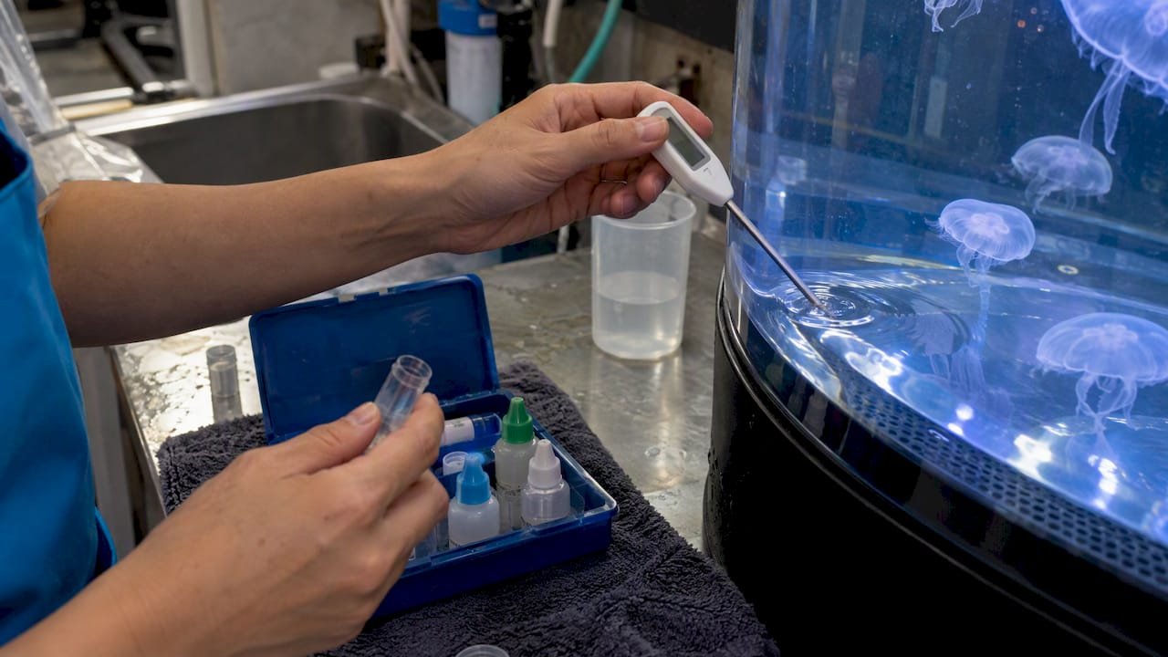 Manos comprobando la temperatura y salinidad del acuario