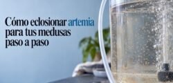 Nauplios de artemia en un recipiente para eclosión