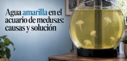 Agua amarillenta en un acuario de medusas